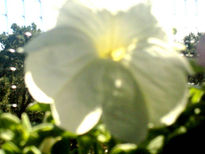 Flor, petunia blanca