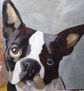 perro