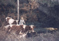 04- Una tarde en el rural
