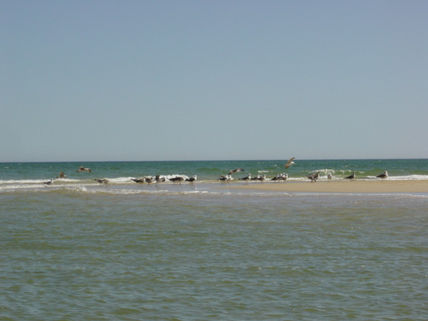 Ilha 1