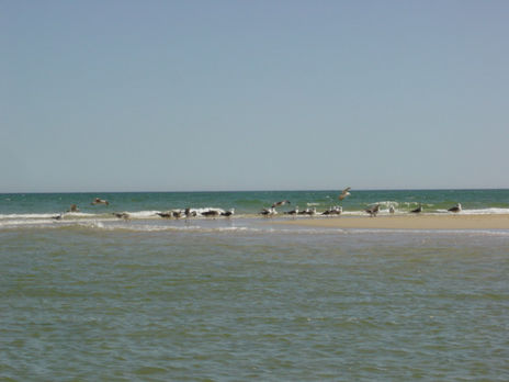 Ilha 1