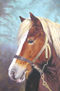 Retrato de un haflinger