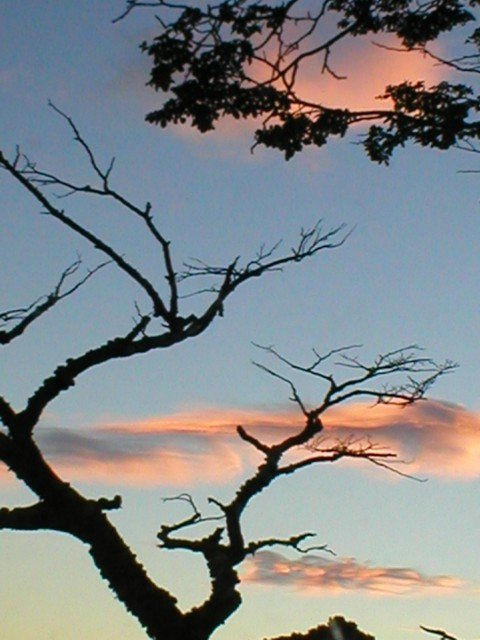 Cielo Austral