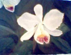 ORQUIDEA BLANCA Oil Canvas Floral Painting