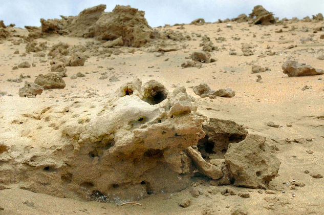 Rock Cocodrile/Cocodrilo de roca 