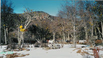 Bosque Fueguino