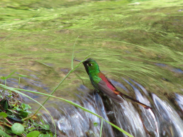 " EL  BAÑO  " Naturaleza Color (Digital)