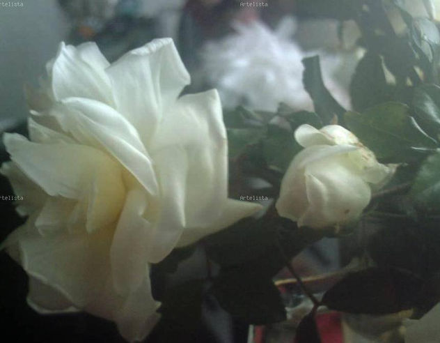 ROSA Y PIMPOLLOS