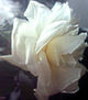 ROSA BLANCA