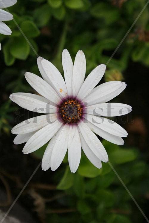 macro 2
