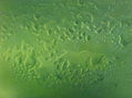 TEXTURA VISUAL I