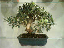 Bonsai