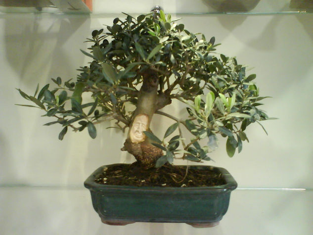 Bonsai 