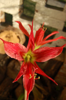 Una exótica flor Naturaleza Color (Digital)