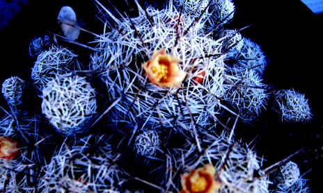 freaky nature