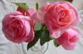 TRES  ROSAS