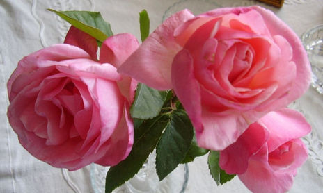 FOTOS  DE FLORES...