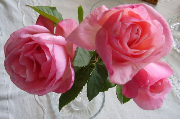 TRES  ROSAS