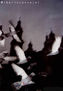 Palomas