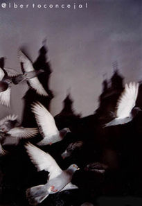 Palomas