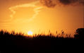 Sugar cane sunset