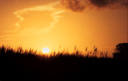 Sugar cane sunset Viajes Color (Química)