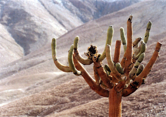 Candelabro Nature Color (Digital)