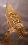 Aguila