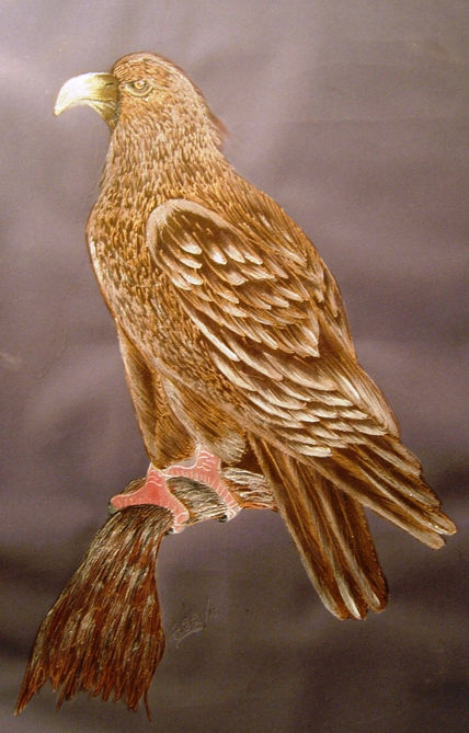 Aguila