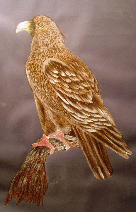 Aguila