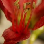 Flores thumbnail 2