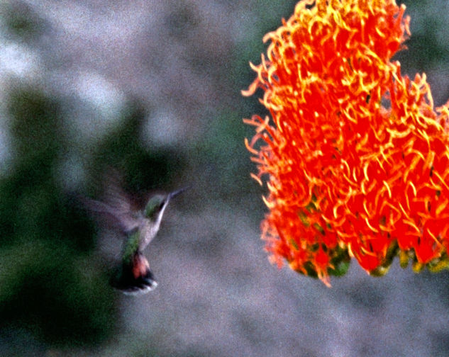 Colibrí 3 Nature Color (Manual)