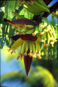 Banana flower