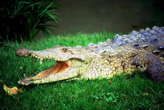 Crocodylus  acutus Naturaleza Color (Química)