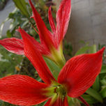 Flores thumbnail 1