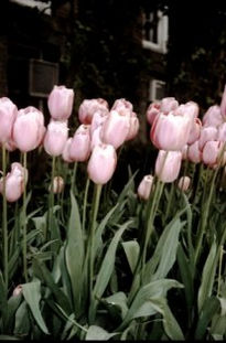 Tulipanes rosados