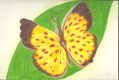 mariposa