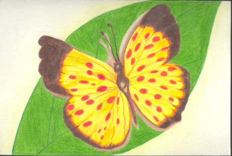 Mariposa