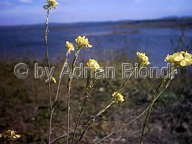 Flores en el lago