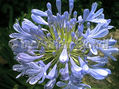 Flor azul