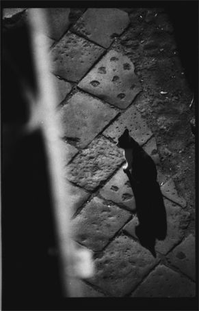 Gato nocturno