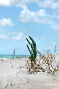Beach Abstract