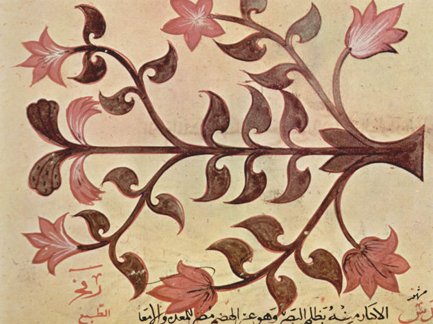 De Materia Medica (El libro de las hierbas) de Dioscórides, copia manuscrita árabe del texto griego, escena.