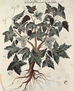 De Materia Medica (El libro de las hierbas) de Dioscórides, copia manuscrita árabe del texto griego, escena.