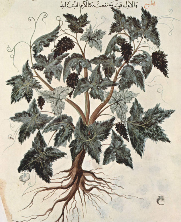 De Materia Medica (El libro de las hierbas) de Dioscórides, copia manuscrita árabe del texto griego, escena.