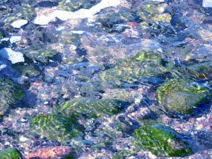 PORQUÉ DICEN QUE EL AGUA ES VERDE? (Perquè diuen que l'aigua és verda?)