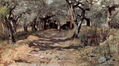 Dirt Road in the Olive Grove