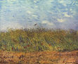 Campo de cereales con cipreses