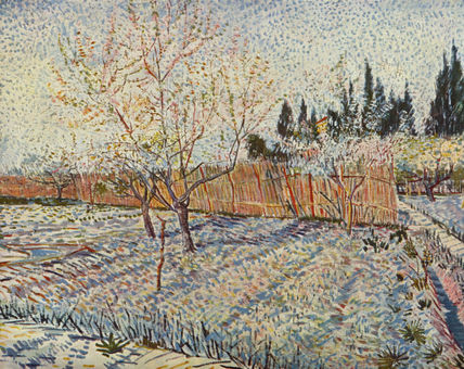 Olive Grove
