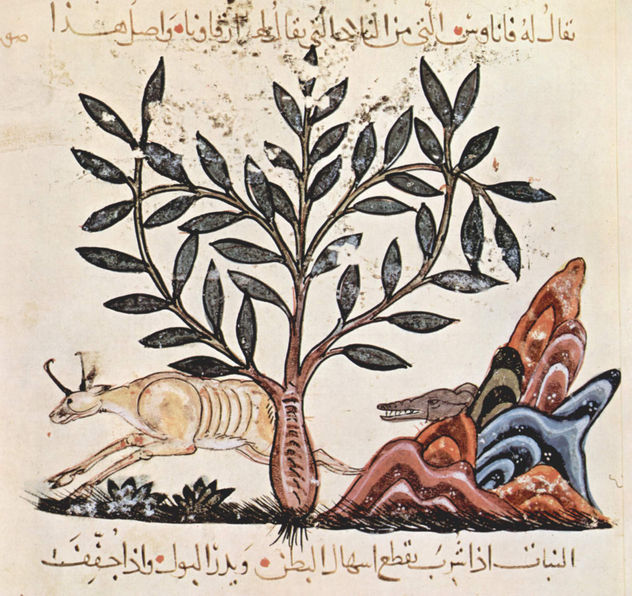 De Materia Medica (El libro de las hierbas) de Dioscórides, escena
